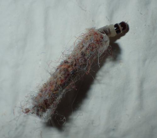 Tinea pellionella